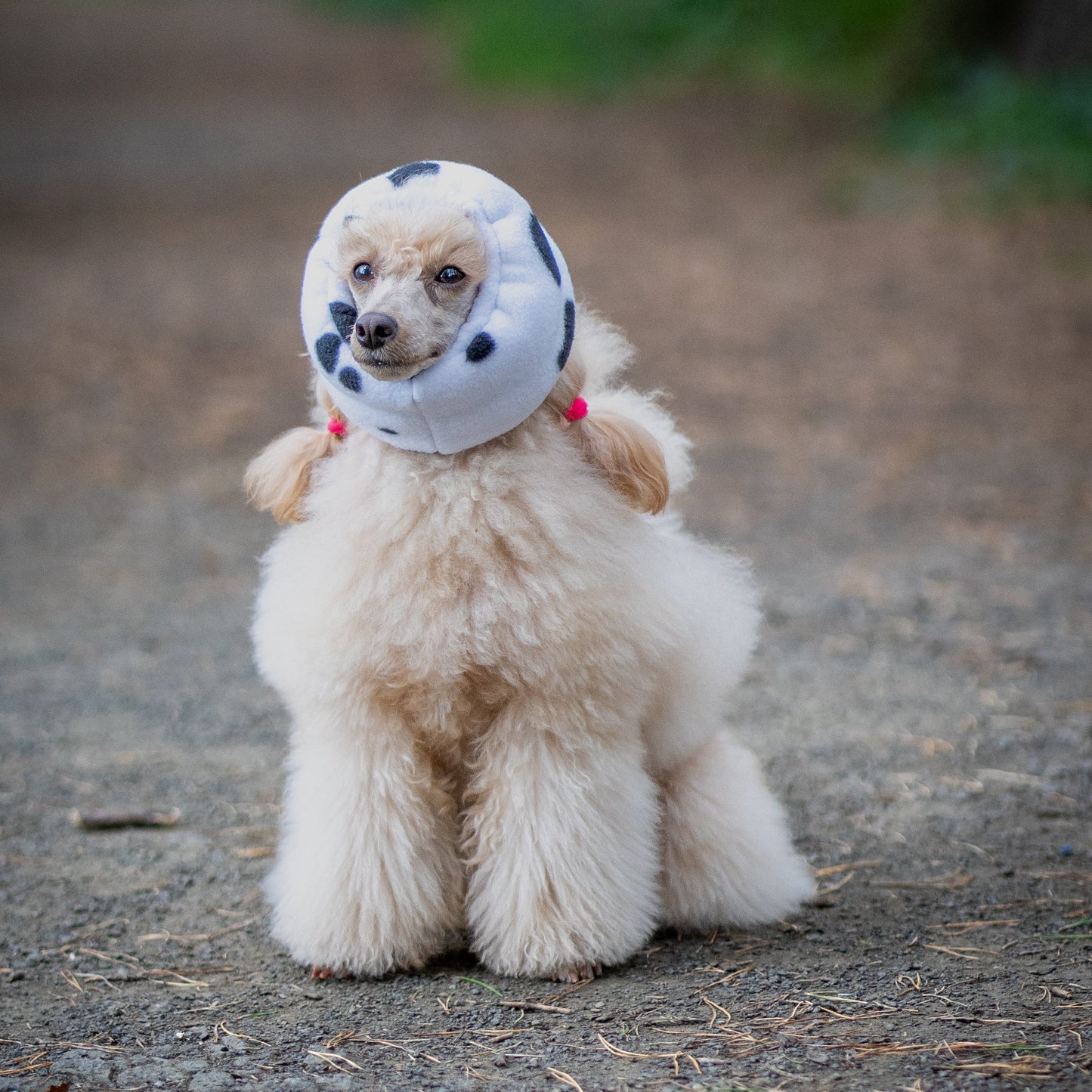 A small cream-colored poodle sitting on a dirt path outdoors, wearing a white and black spotted cow-print pet hood.