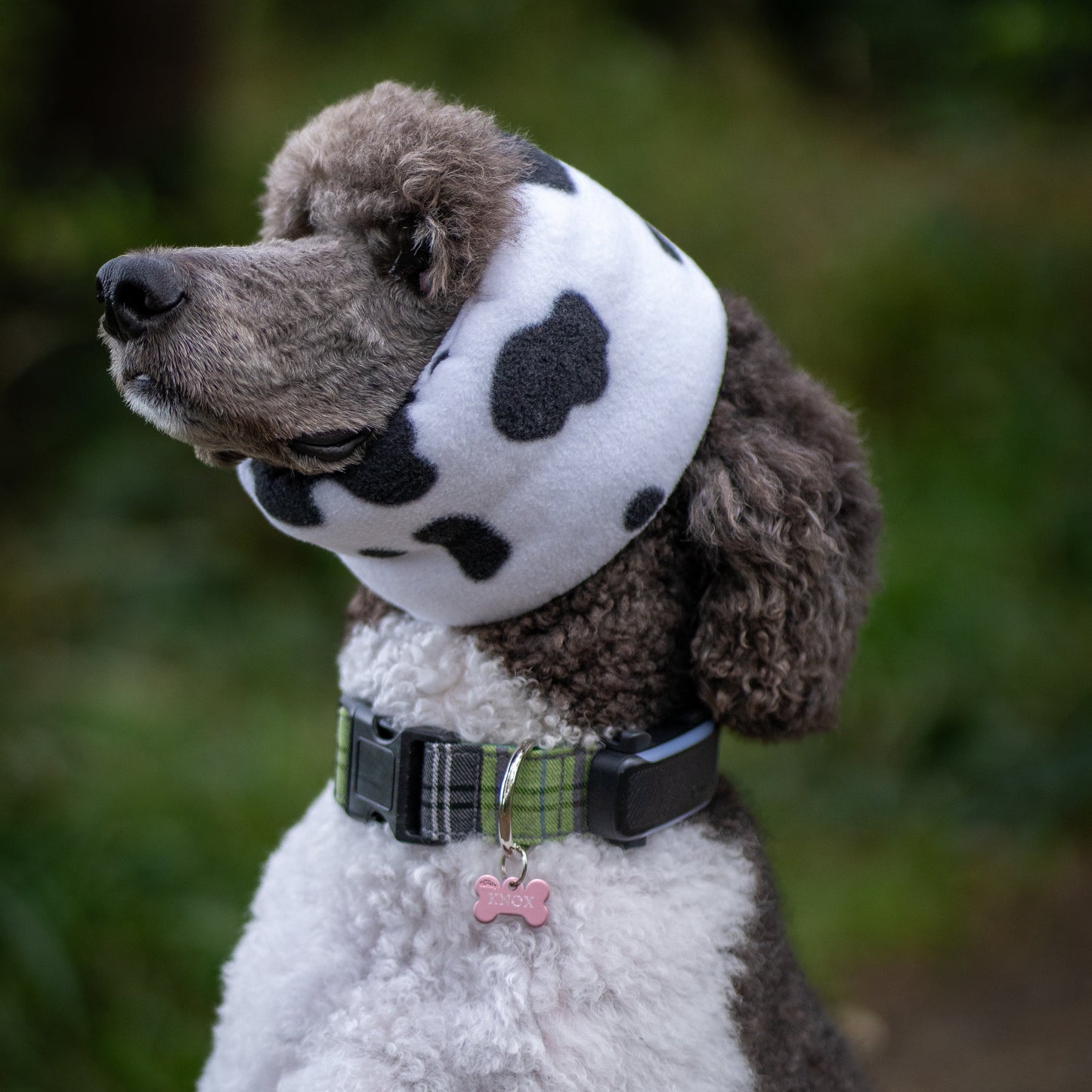 poodle wearing cow print ear cover