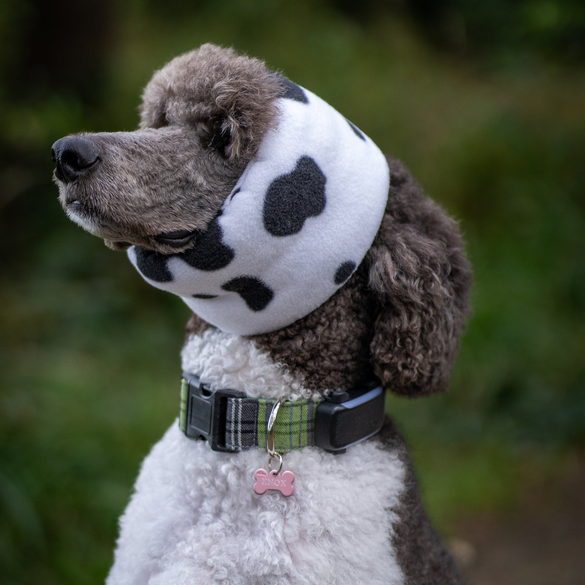 poodle wearing cow print ear cover