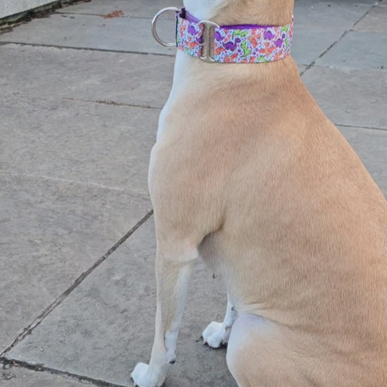 Brown dog wearing dinosaur dog collar.