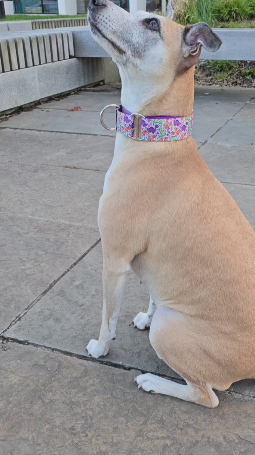 Brown dog wearing dinosaur dog collar.