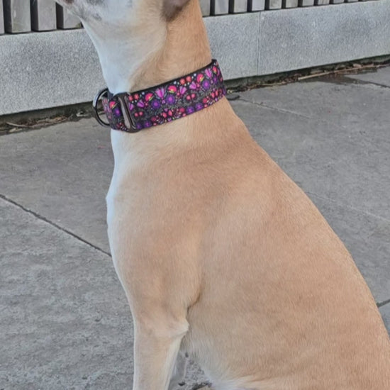 Dog wearing flower martingale collar.