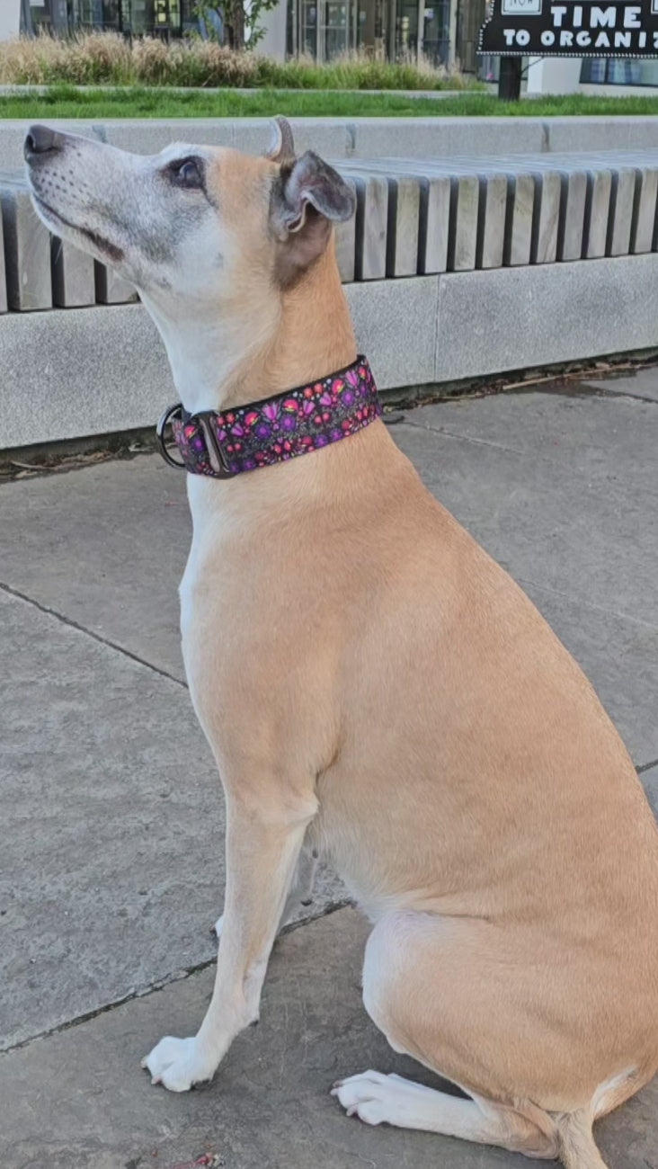 Dog wearing flower martingale collar.