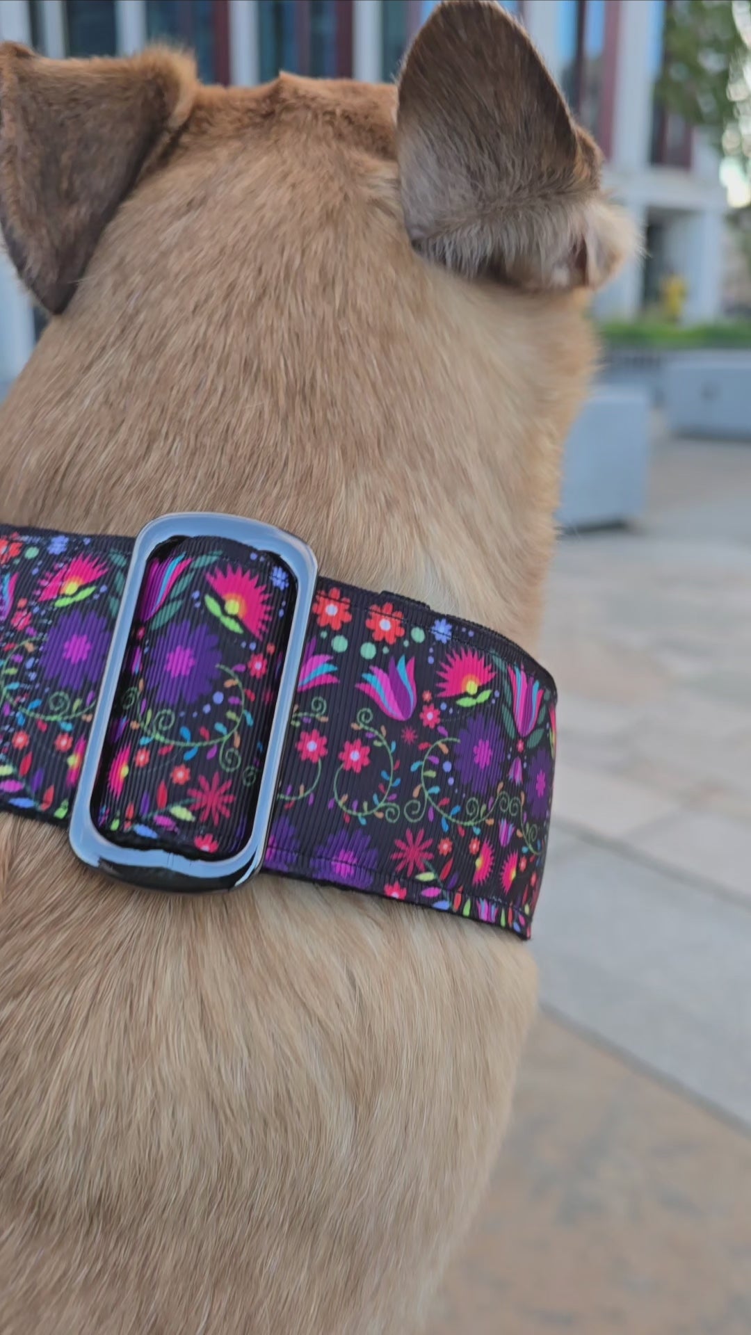 Close up of flower themed martingale dog collar.