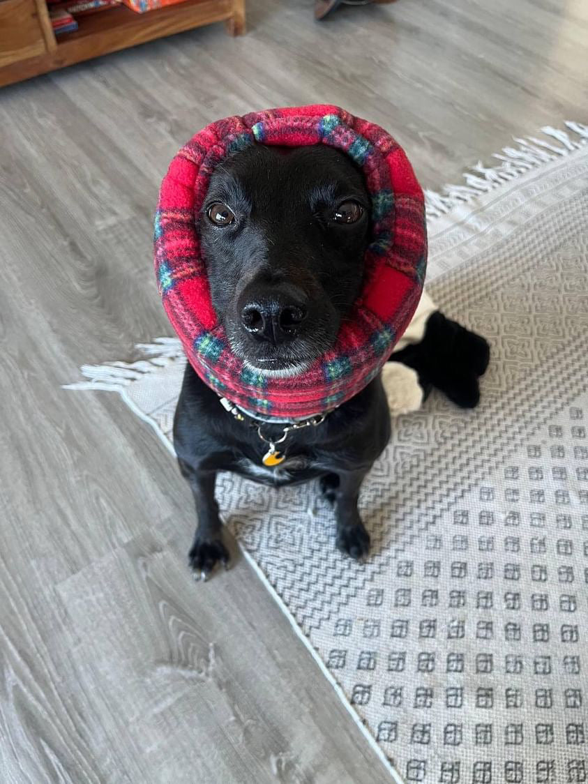Black dog wearing red tartan snood.