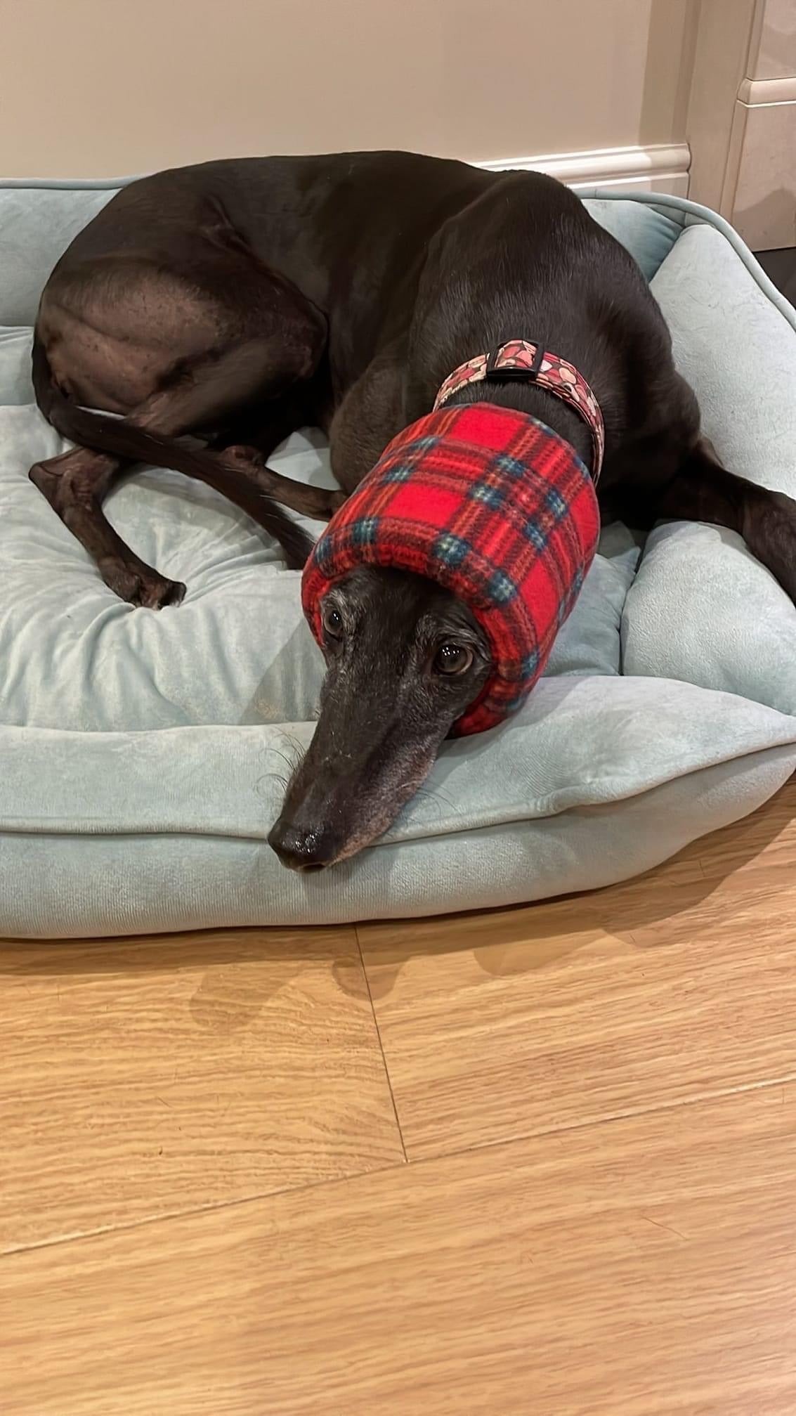 Dog lying down wearing red snood.