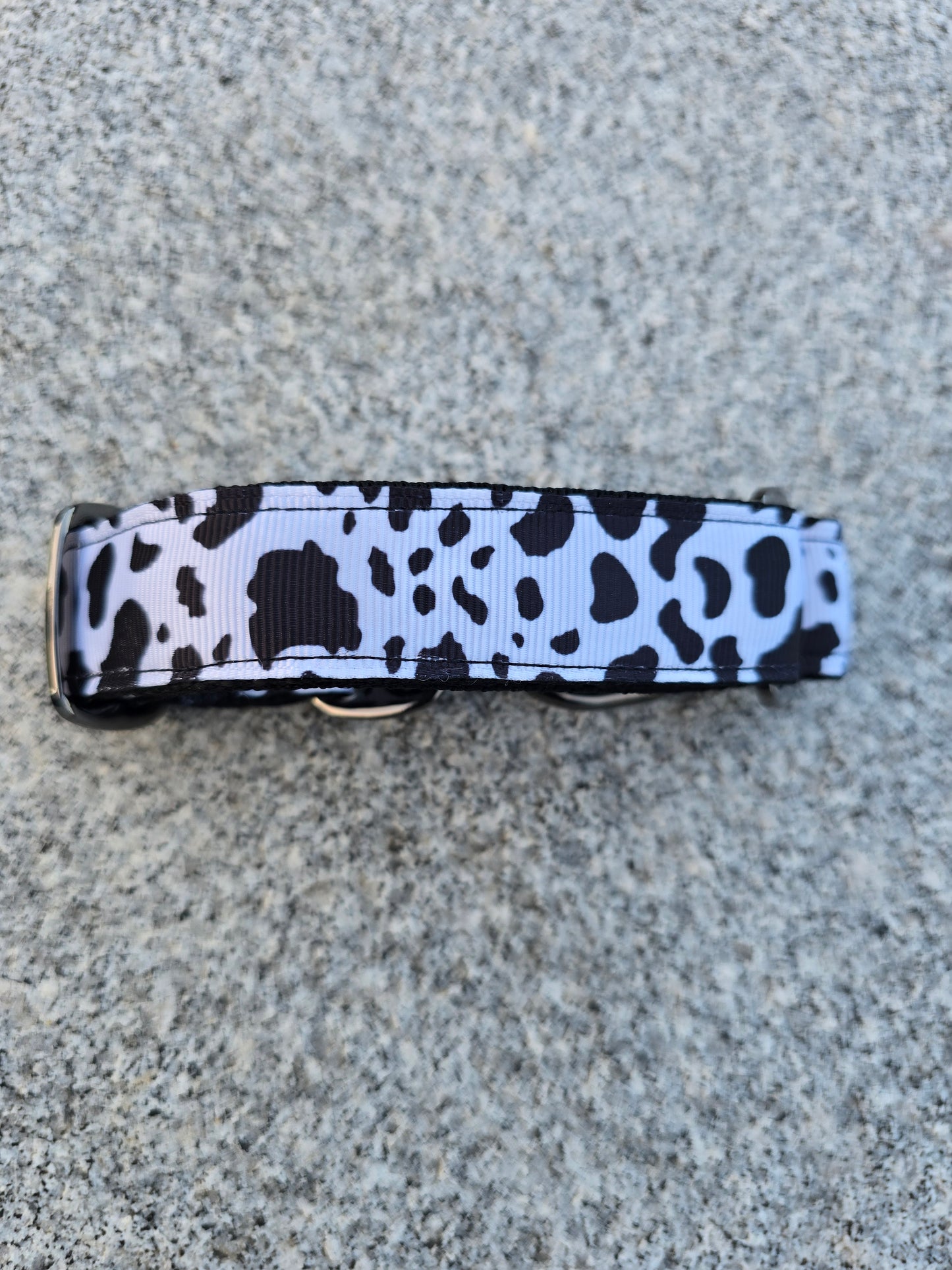 Close up of martingale dog collar.