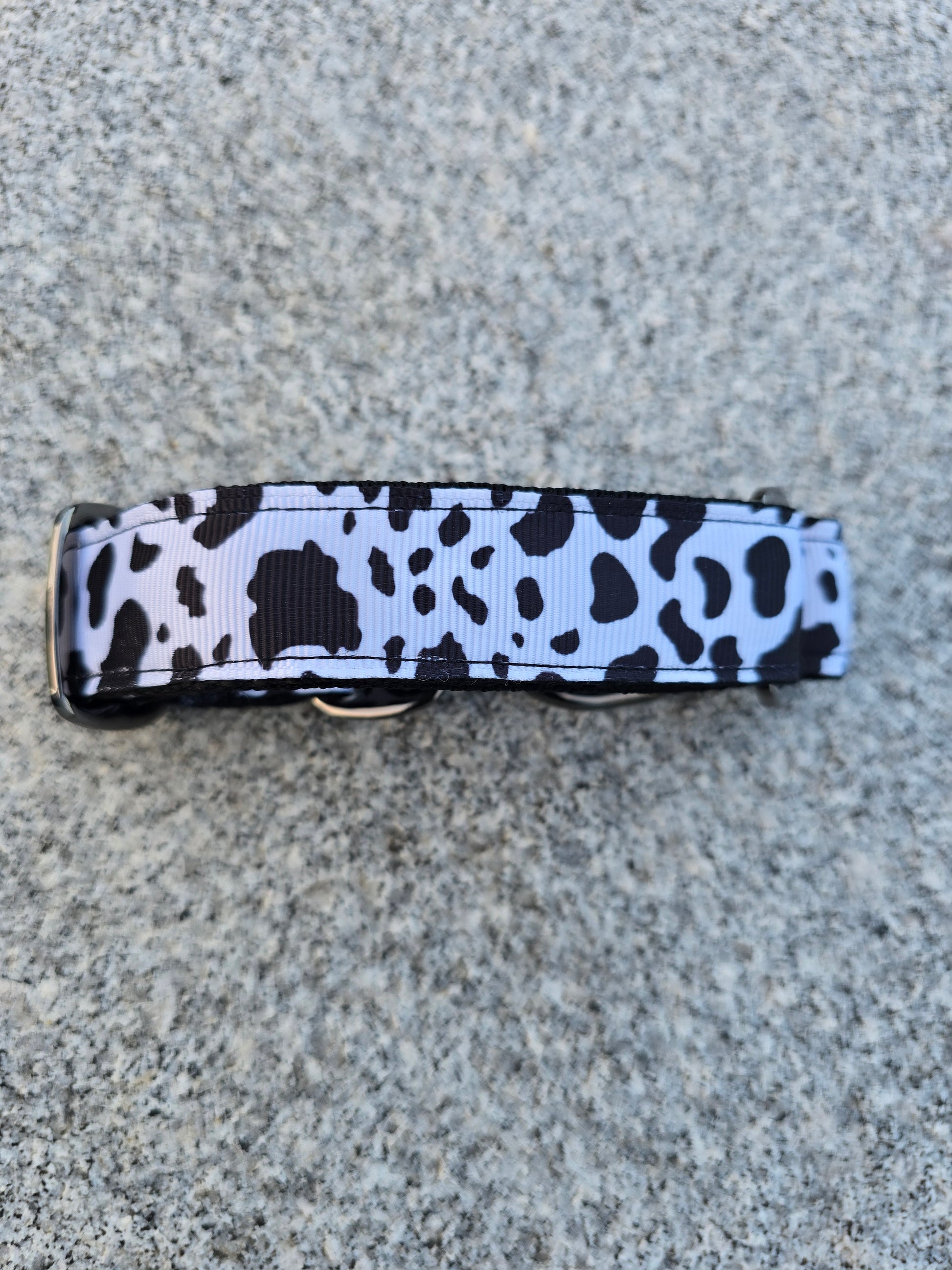 Close up of martingale dog collar.