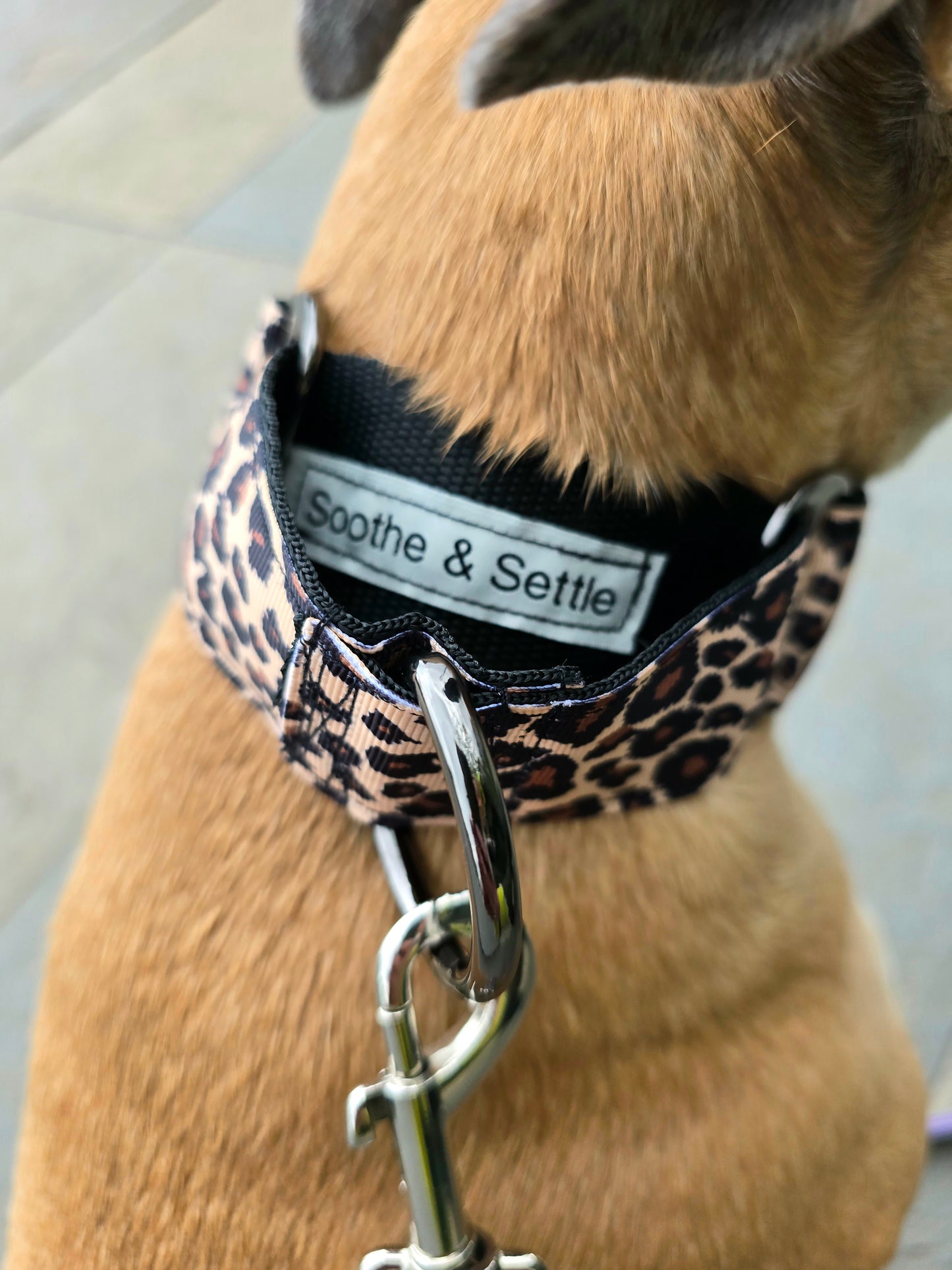 Back view of dog wearing brown leopard dog collar.