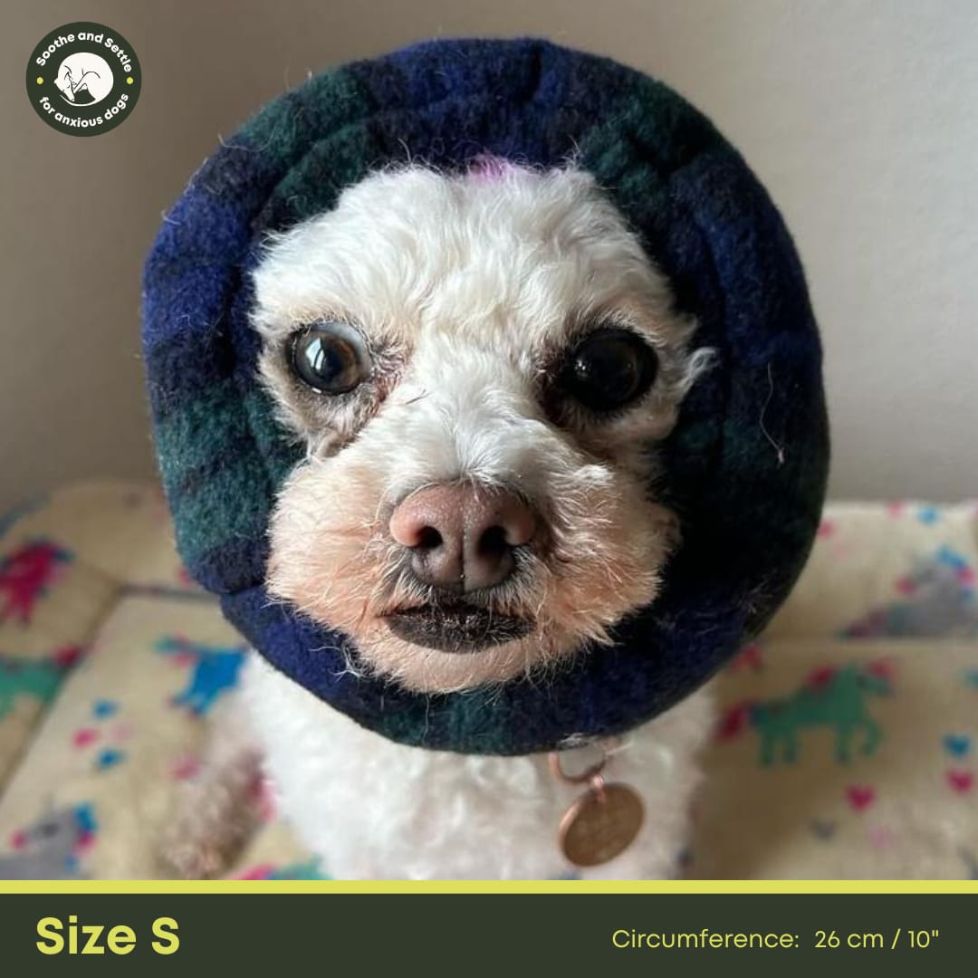 Front view of white small dog wearing black and green tartan dog snood.