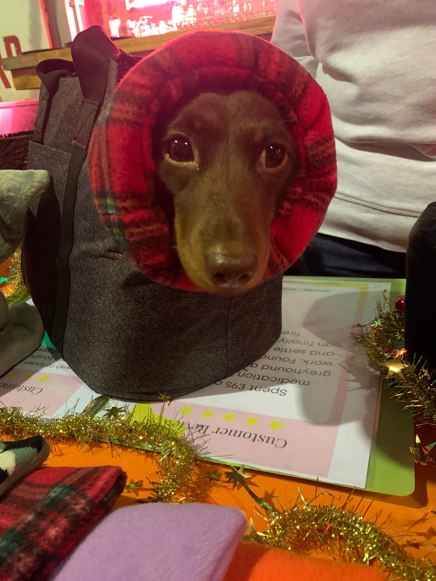 Dog wearing red snood in a bag.