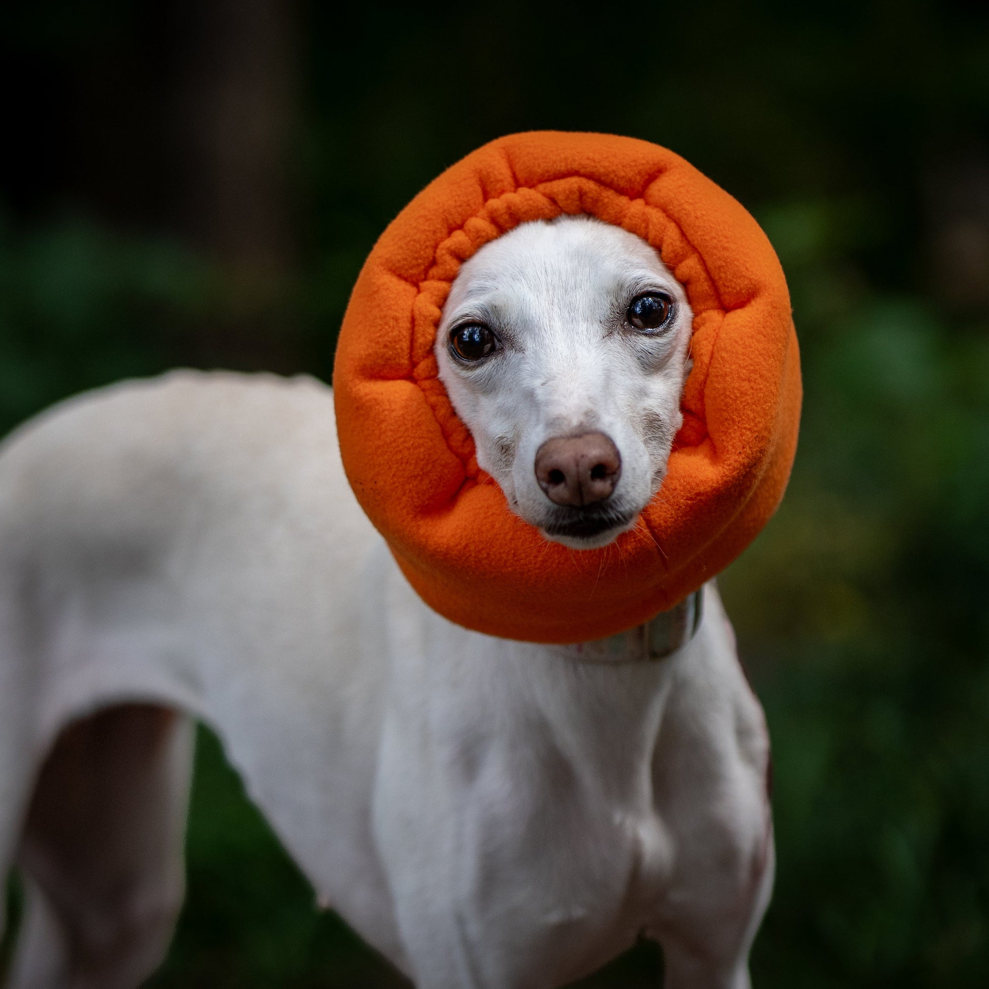 A white whippet wearing an orange ear cover snood