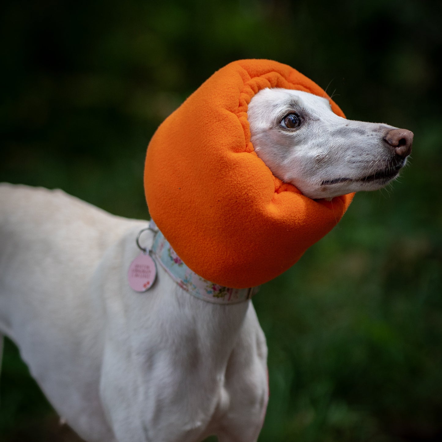 A white dog wearing a bright orange ear cover
