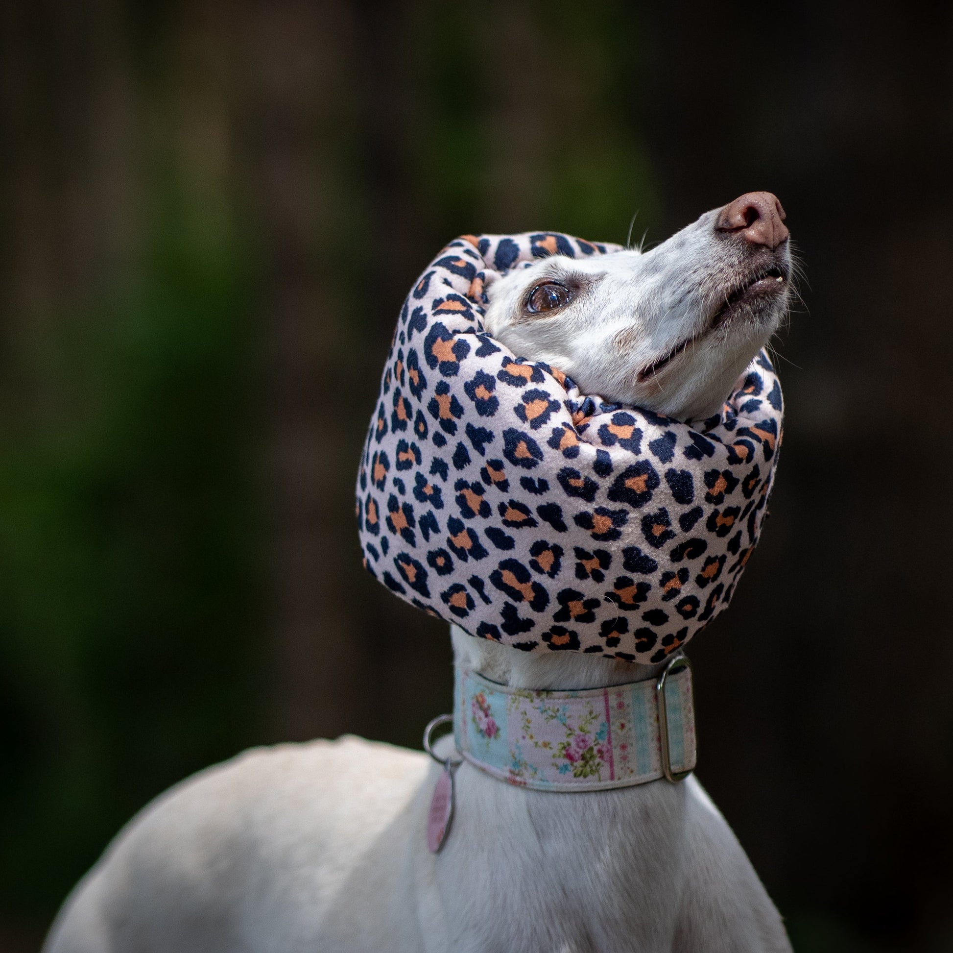 A white dog outdoors wearing a leopard-print ear cover